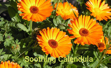 Load image into Gallery viewer, No More Kraken!! Set of 4 Oatmeal and Honey Goats Milk Soap and 1 tin of No Kraken Tattoo Butter - Sisters Soap Kitchen