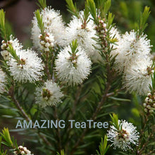 Load image into Gallery viewer, Awesome Teatree! 4 bars of Charcoal Soap and 1 Healing Teatree and Hemp Salve - Sisters Soap Kitchen