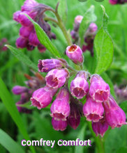 Load image into Gallery viewer, No More Kraken!! Set of 4 Oatmeal and Honey Goats Milk Soap and 1 tin of No Kraken Tattoo Butter - Sisters Soap Kitchen